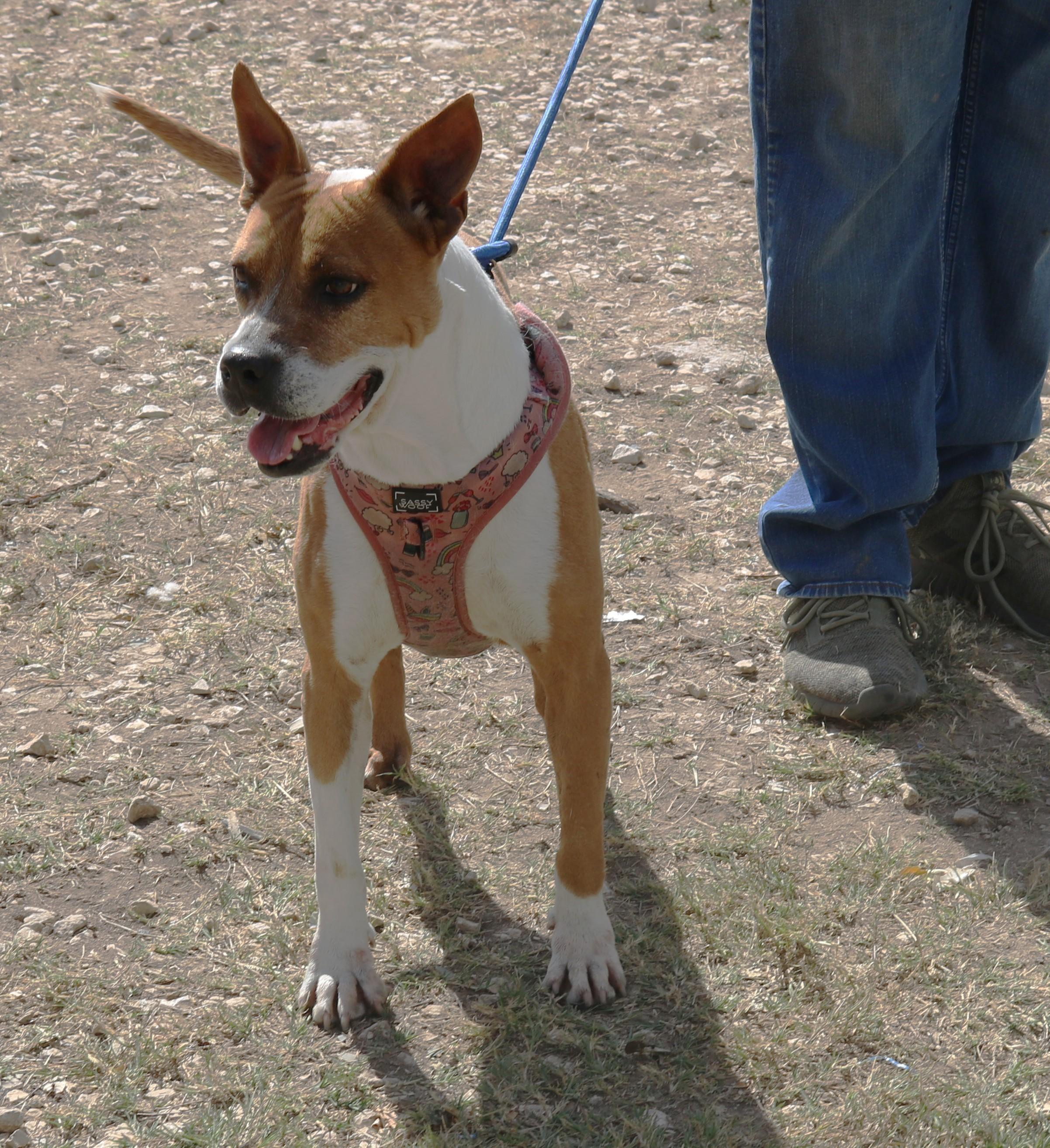 Enlarge Honey, a Adoptable mixed breed in Bandera, TX image 3/5