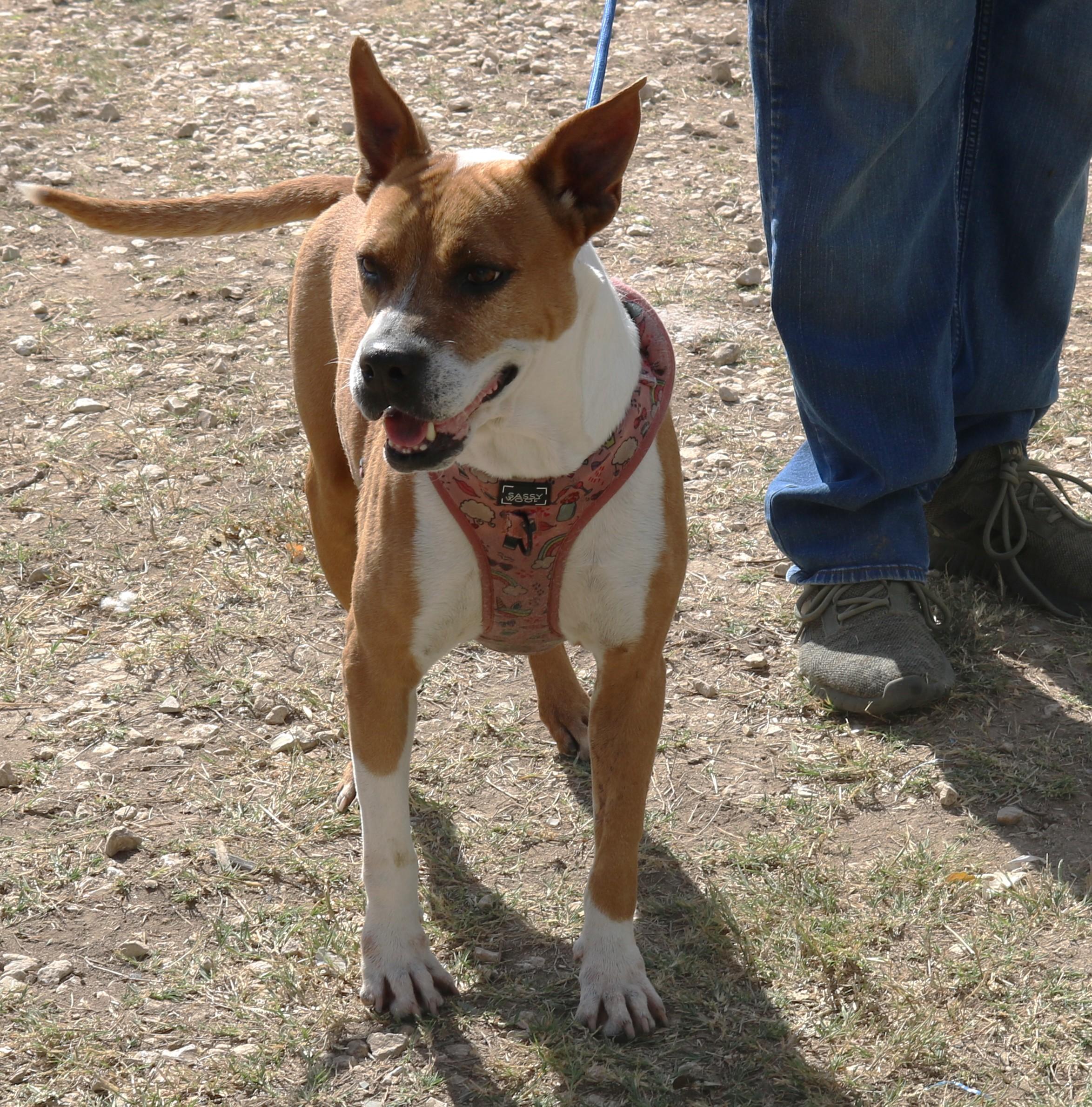 Enlarge Honey, a Adoptable mixed breed in Bandera, TX image 5/5