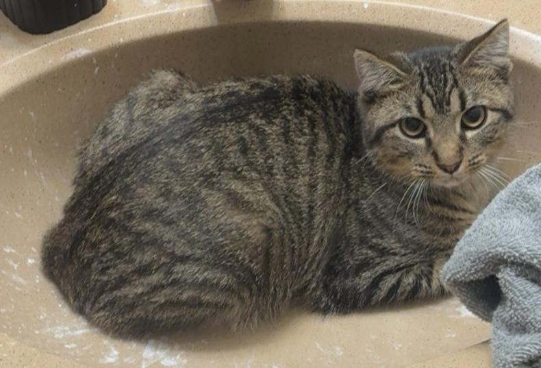 Noah, Adoptable, Young Male Tabby & Domestic Short Hair.