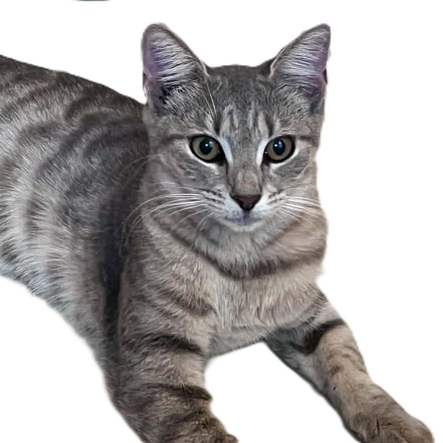 Enlarge Mork, a Adoptable Domestic Short Hair in North Myrtle Beach, SC image 1/1