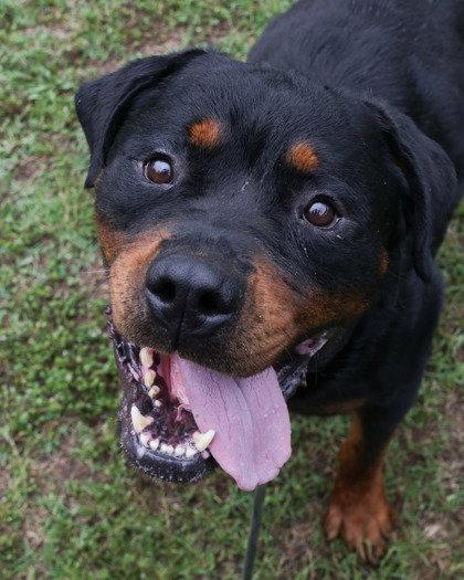 Gemini, Adoptable, Adult Male Rottweiler.