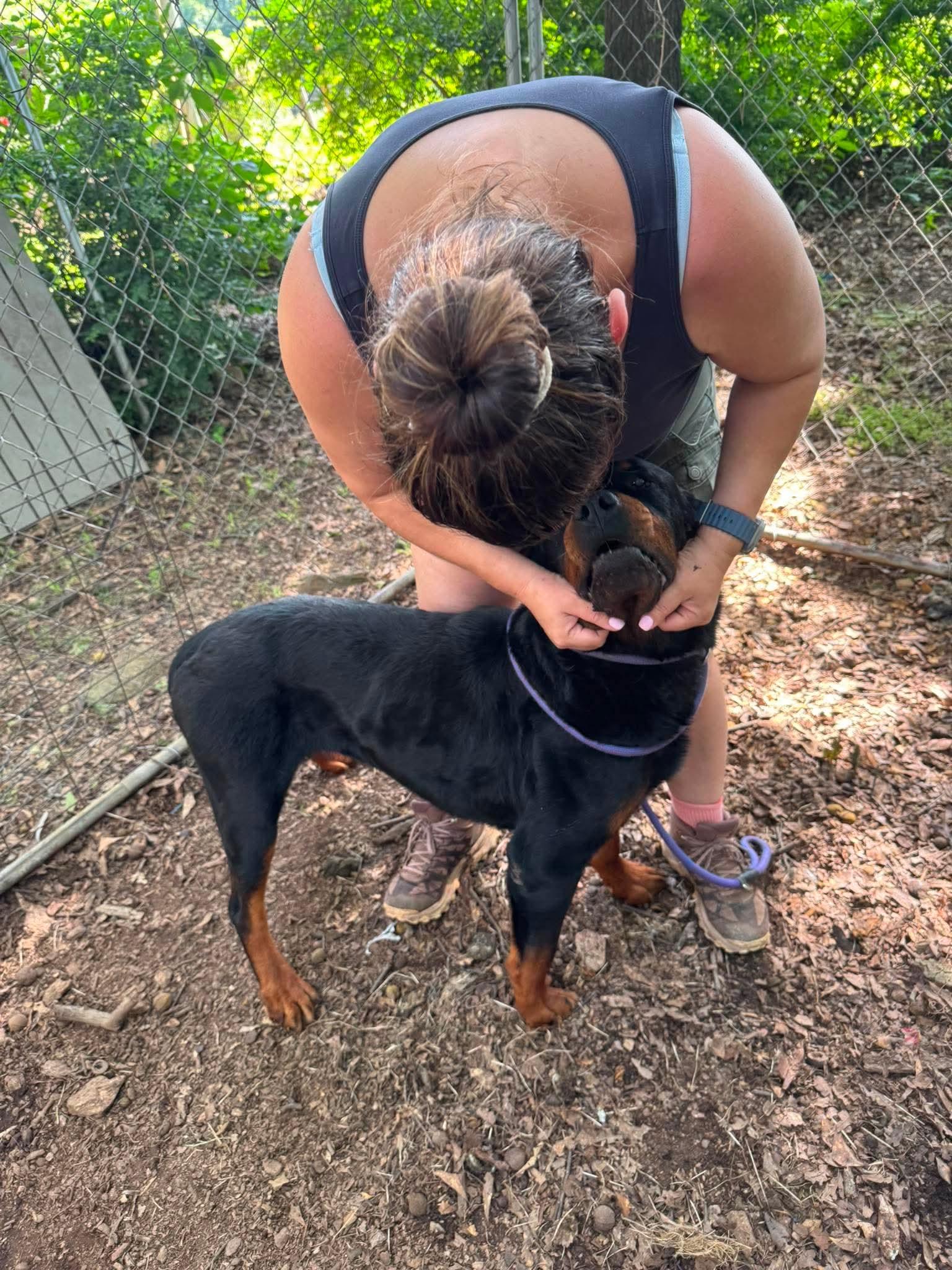 Gemini, Adoptable, Adult Male Rottweiler.