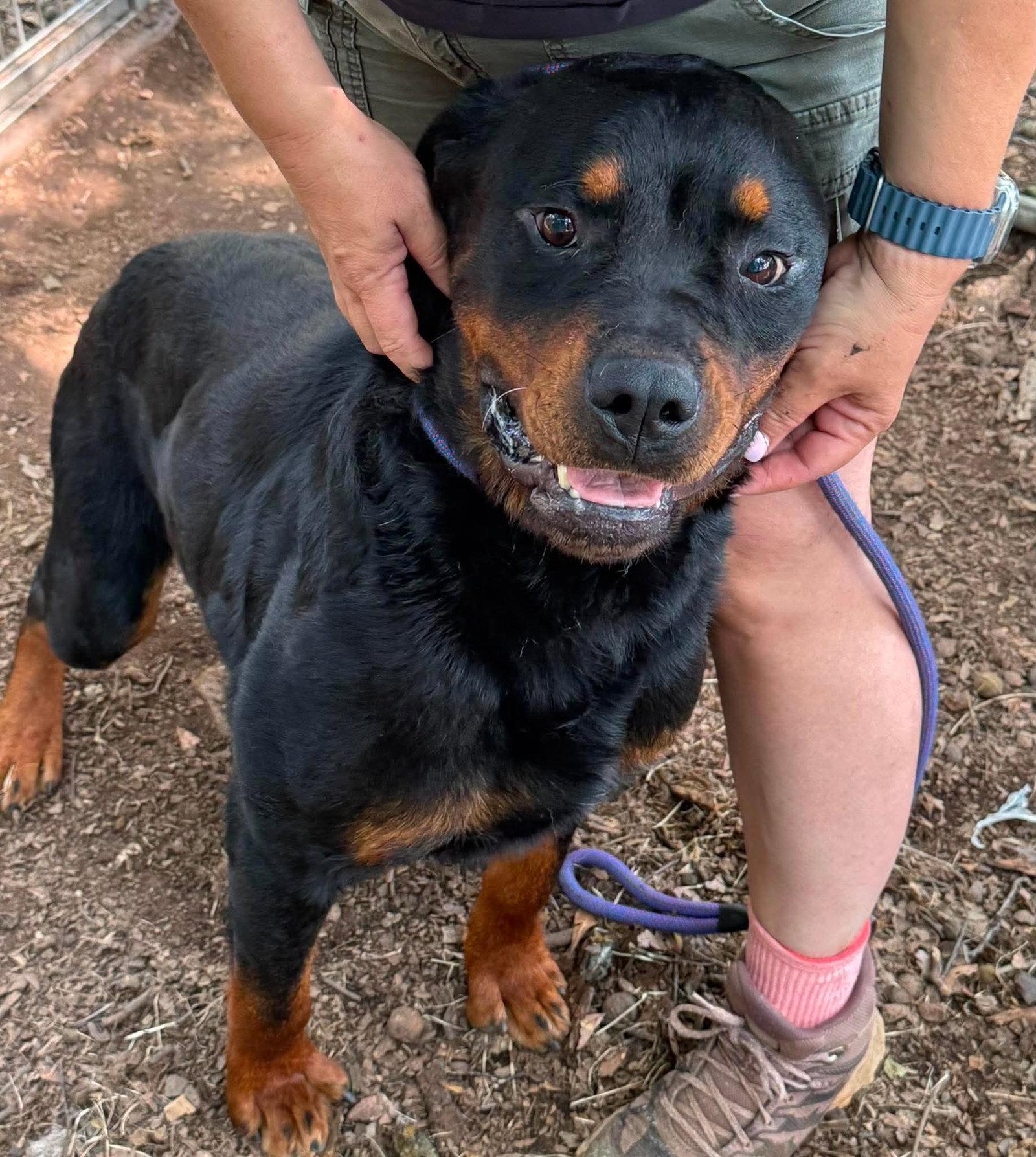 Enlarge Gemini, a Adoptable Rottweiler in Hillsboro, NH image 2/3