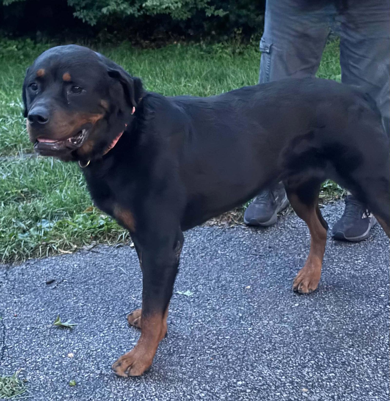 Enlarge Gemini, a Adoptable Rottweiler in Hillsboro, NH image 2/3