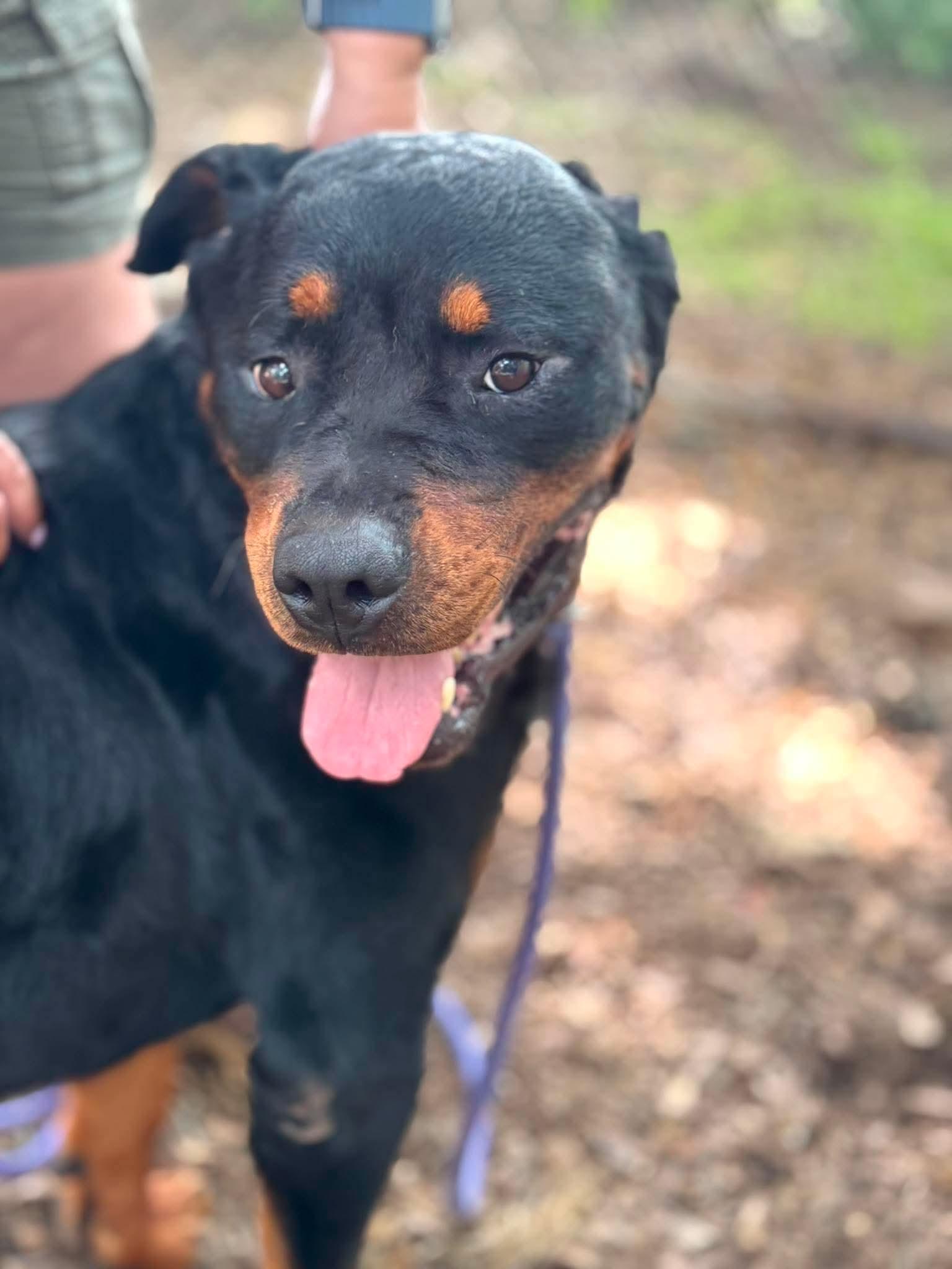 Enlarge Gemini, a Adoptable Rottweiler in Hillsboro, NH image 3/3