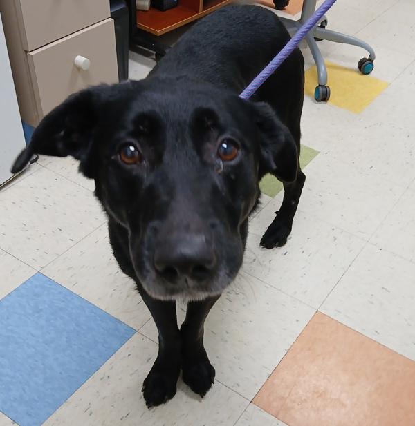 Enlarge Rico, a Adoptable mixed breed in Sioux City, IA image 1/1