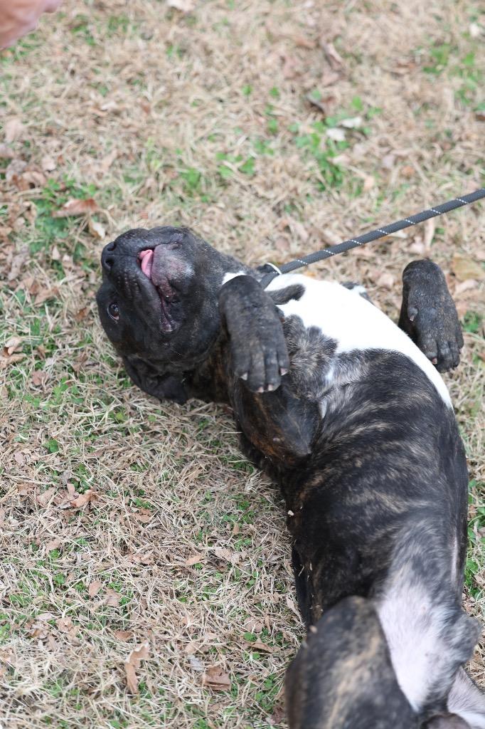 Enlarge Butch, a Adoptable mixed breed in Dyersburg, TN image 1/6