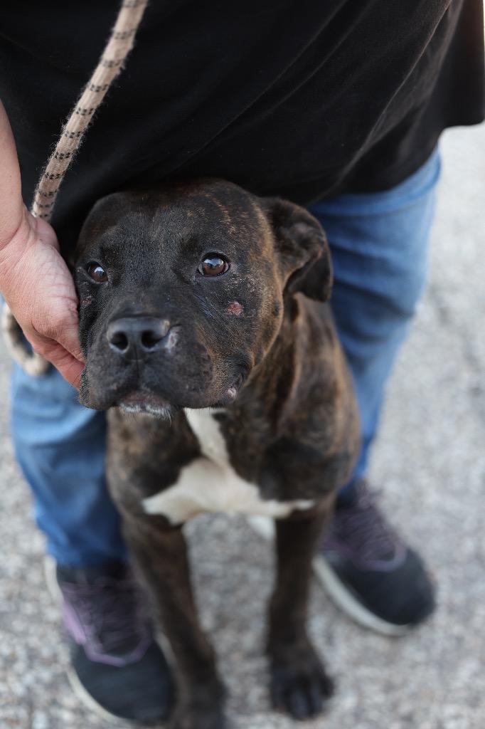 Enlarge Butch, a Adoptable mixed breed in Dyersburg, TN image 2/6