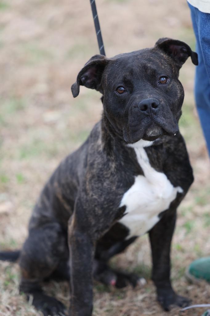 Enlarge Butch, a Adoptable mixed breed in Dyersburg, TN image 3/6