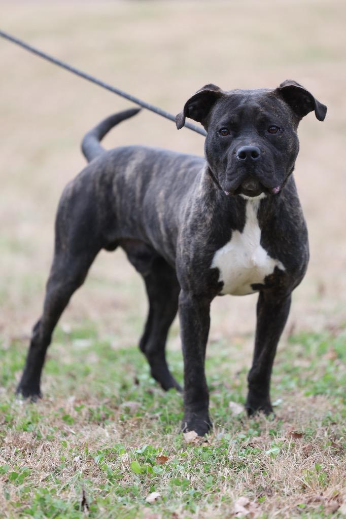 Enlarge Butch, a Adoptable mixed breed in Dyersburg, TN image 4/6