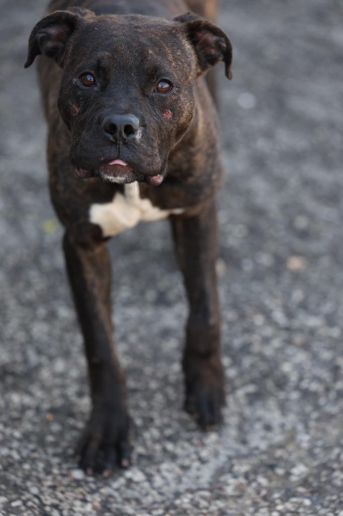 Enlarge Butch, a Adoptable mixed breed in Dyersburg, TN image 5/6
