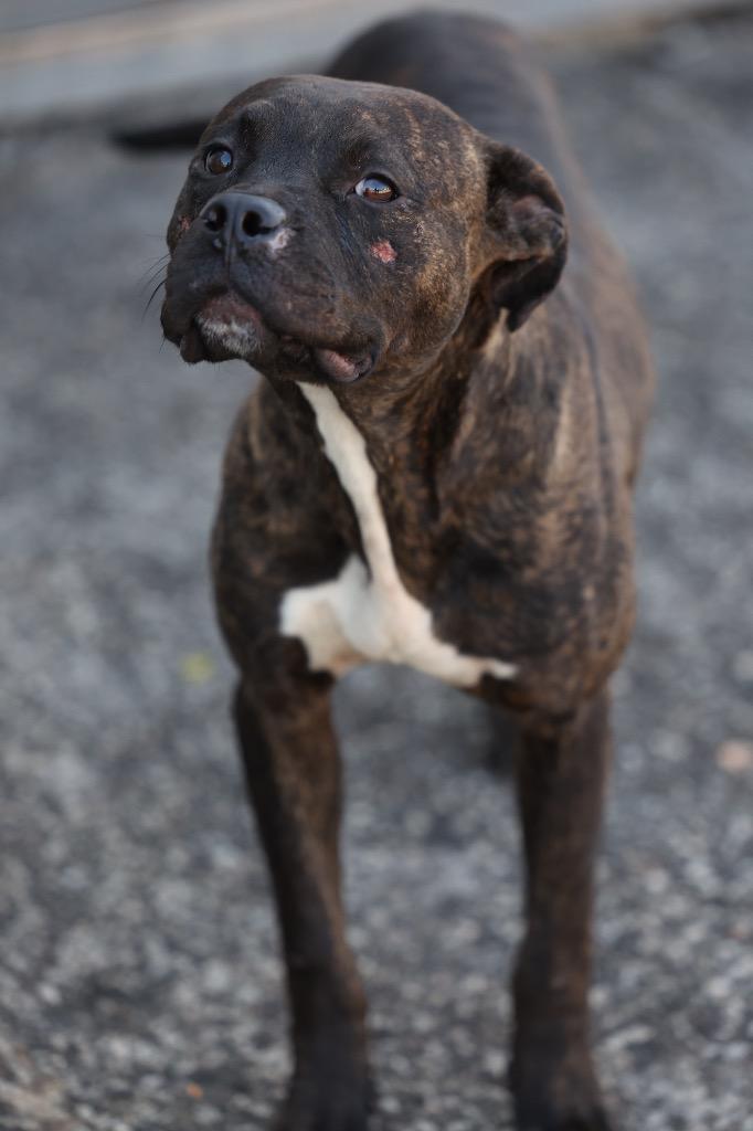 Enlarge Butch, a Adoptable mixed breed in Dyersburg, TN image 6/6