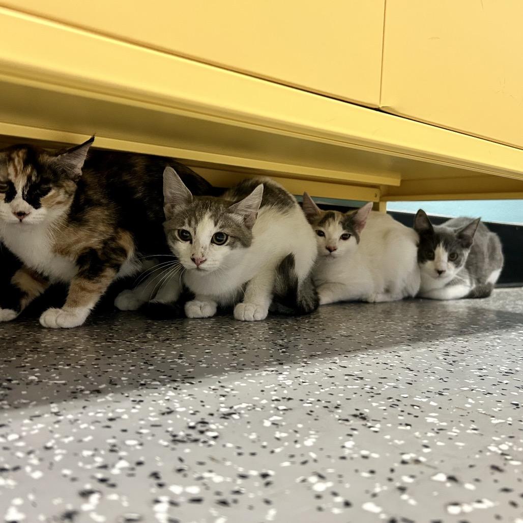 Summer, a Adoptable Domestic Short Hair in Henderson, NV image 1/3