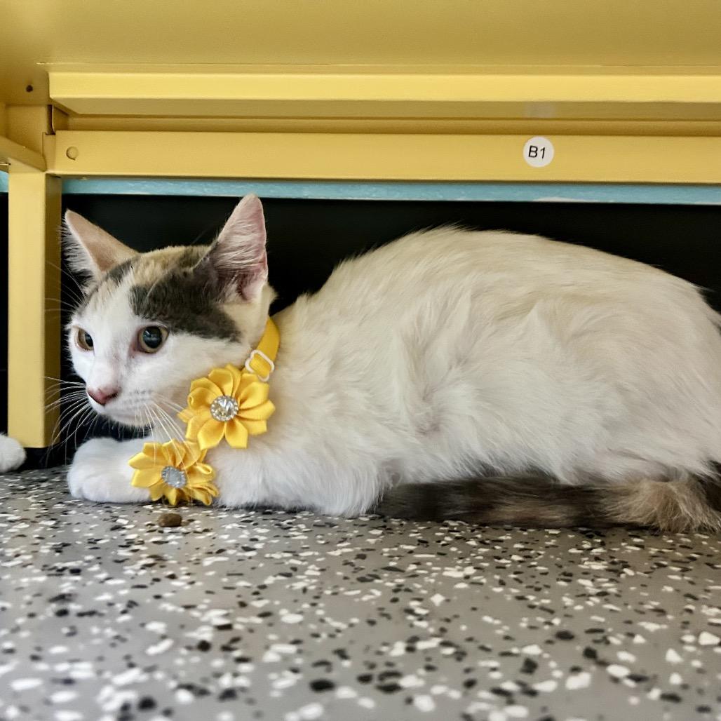 Summer, Adoptable, Young Female Domestic Short Hair.