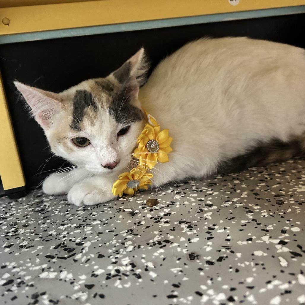 Summer, a Adoptable Domestic Short Hair in Henderson, NV image 3/3