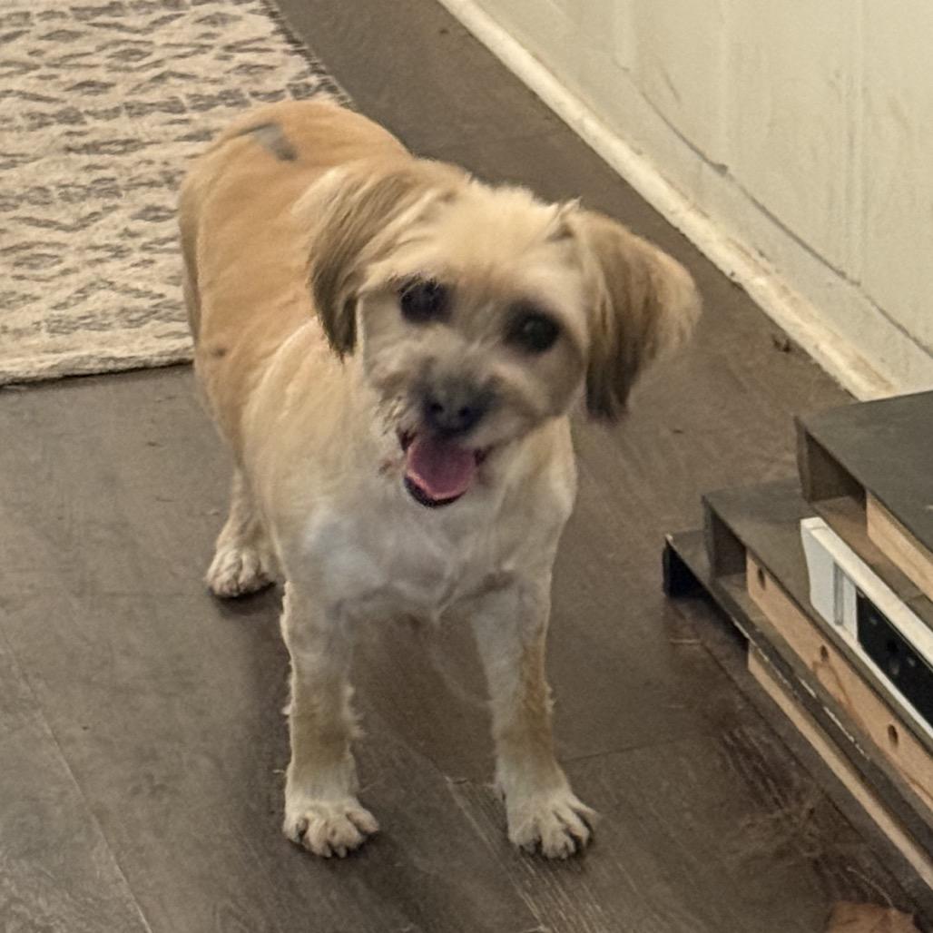 Rosie, Adoptable, Adult Female Yorkshire Terrier & Shih Tzu.