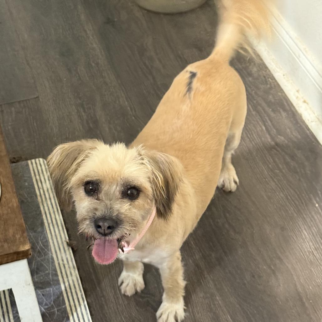 Rosie, a Adoptable mixed breed in Baton Rouge, LA image 2/3