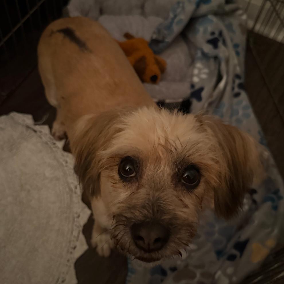 Rosie, a Adoptable mixed breed in Baton Rouge, LA image 3/3