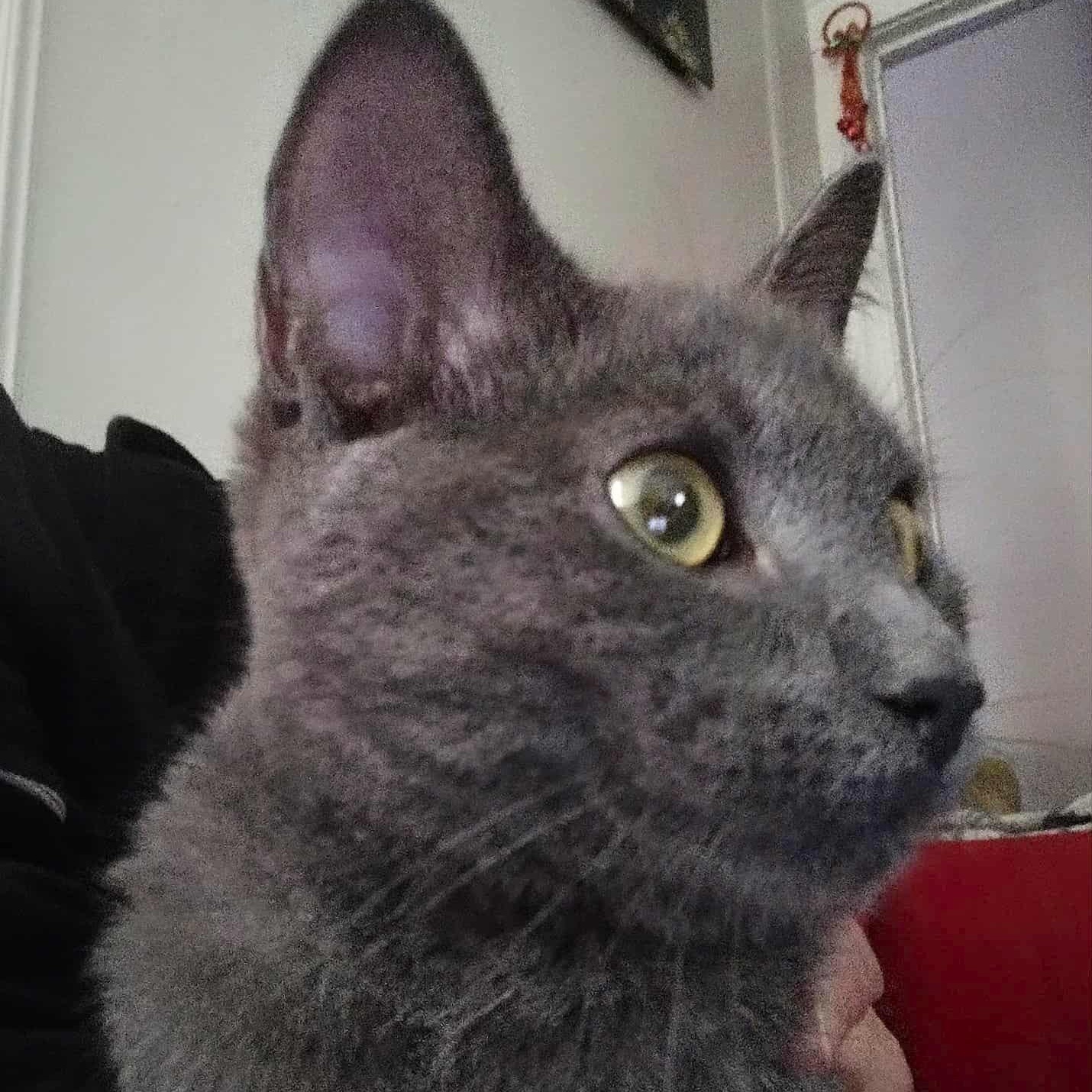 Winston, a Adopted mixed breed in Brooklyn, NY image 2/4