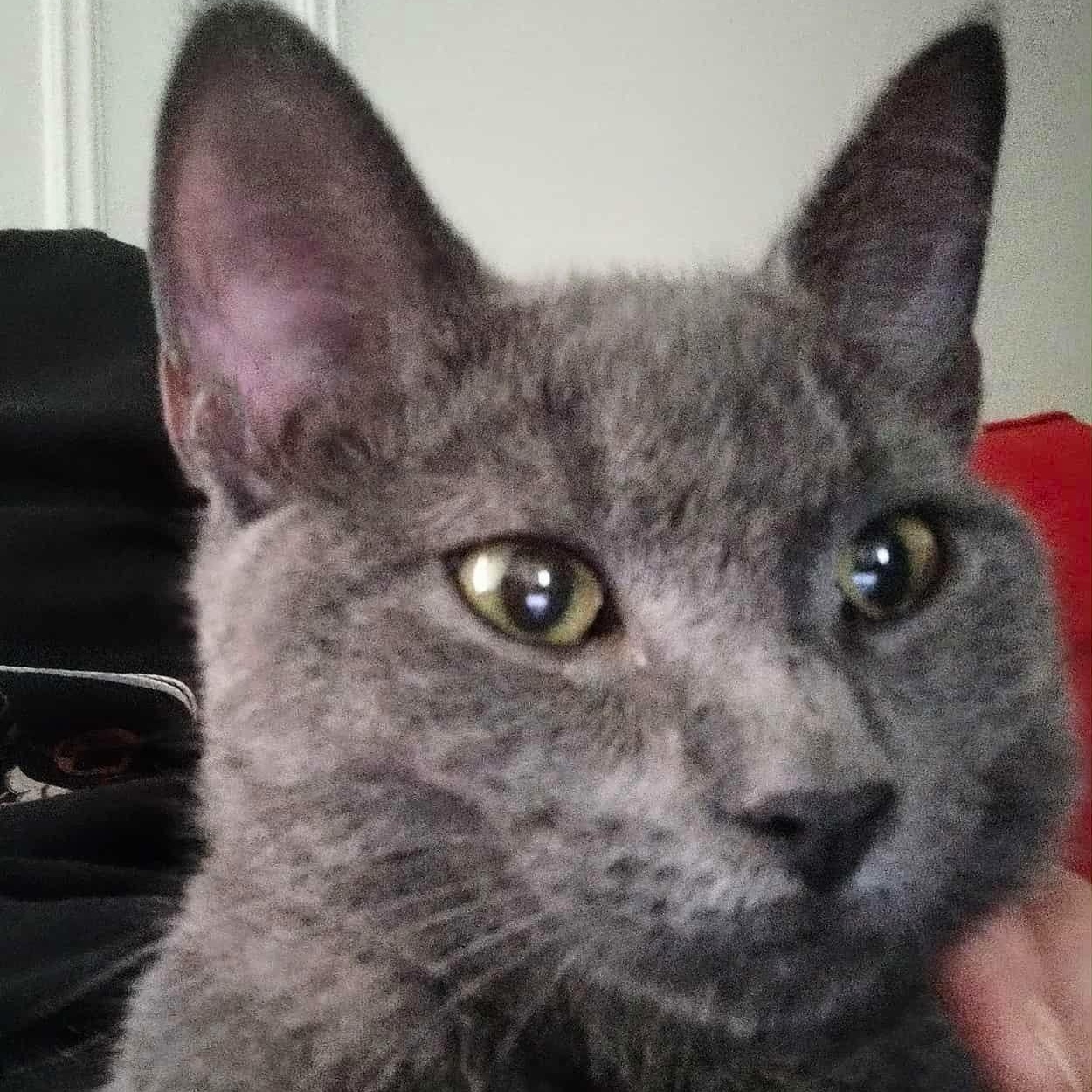 Winston, a Adopted mixed breed in Brooklyn, NY image 4/4