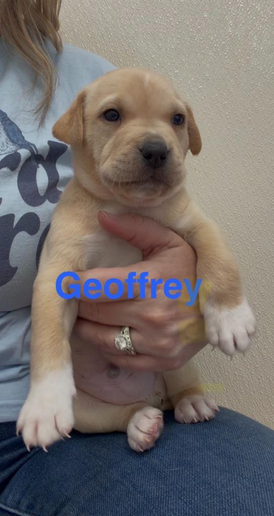 Enlarge Goffrey, a Adoptable mixed breed in Centralia, IL image 2/2