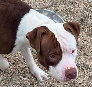 Enlarge Yabba Dabba, a Adoptable mixed breed in New Orleans, LA image 1/2