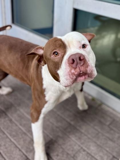 Enlarge Yabba Dabba, a Adoptable mixed breed in New Orleans, LA image 2/2