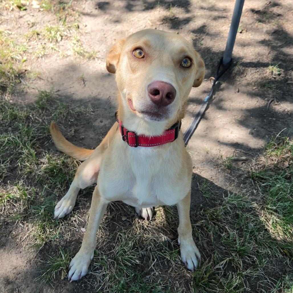 Enlarge Honey, a Adoptable mixed breed in Tulsa, OK image 1/6