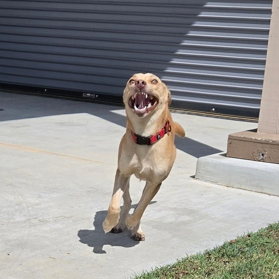 Enlarge Honey, a Adoptable mixed breed in Tulsa, OK image 2/6