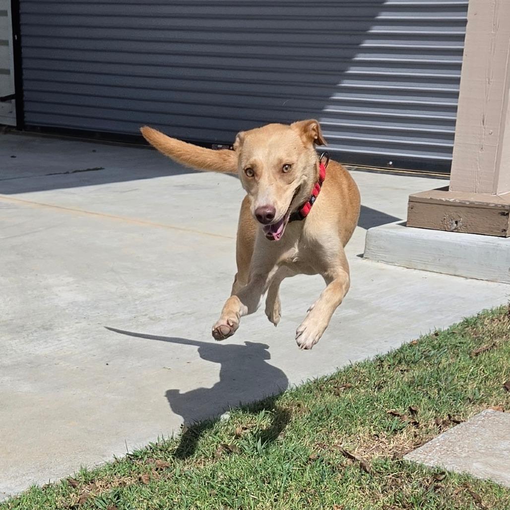 Enlarge Honey, a Adoptable mixed breed in Tulsa, OK image 3/6