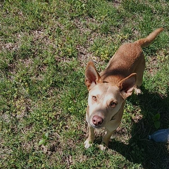 Enlarge Honey, a Adoptable mixed breed in Tulsa, OK image 4/6