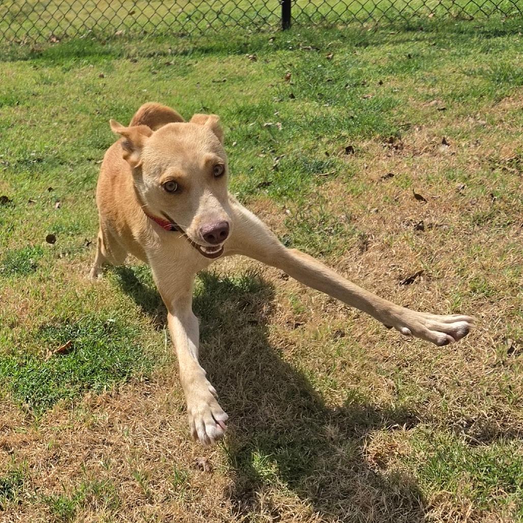 Enlarge Honey, a Adoptable mixed breed in Tulsa, OK image 5/6