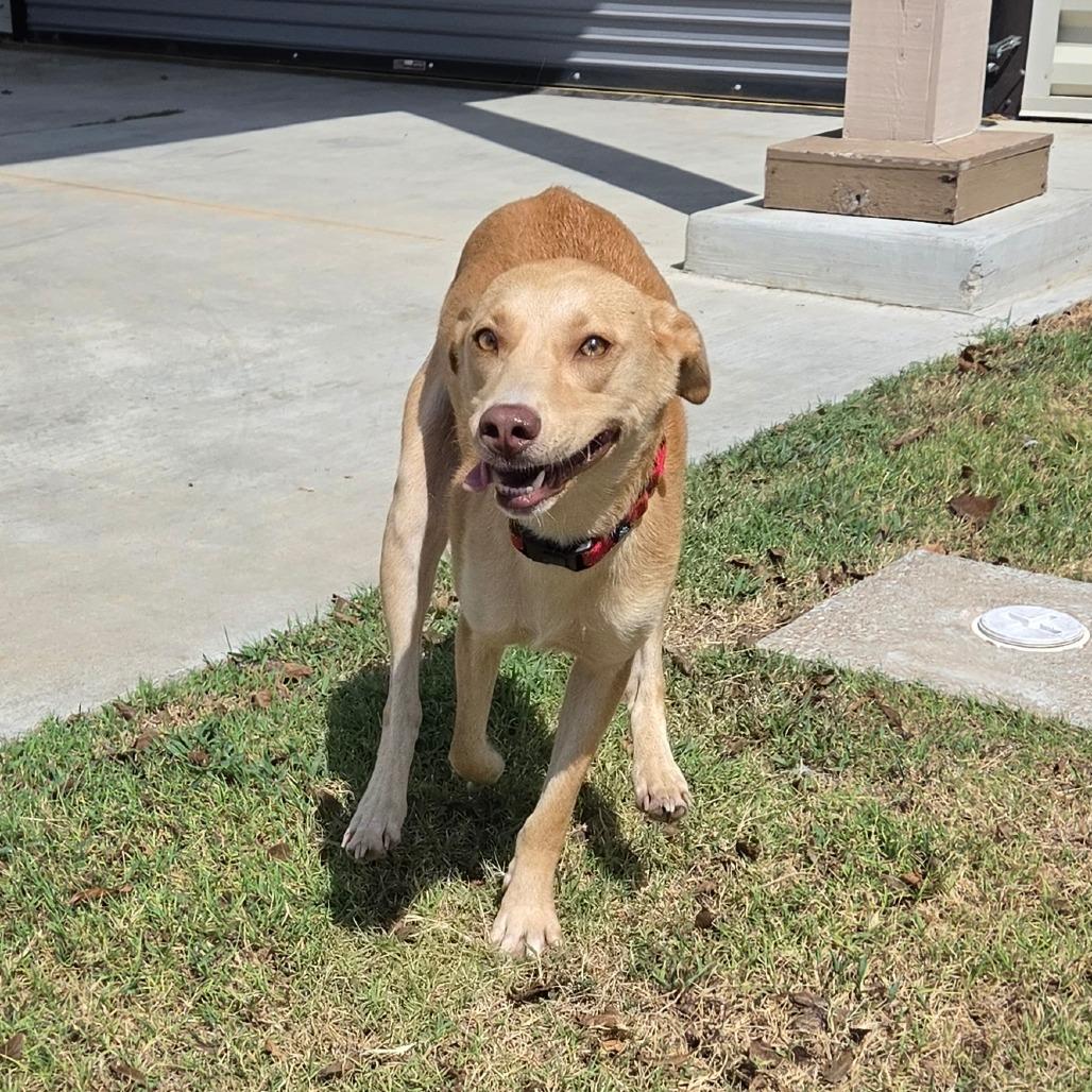 Enlarge Honey, a Adoptable mixed breed in Tulsa, OK image 6/6