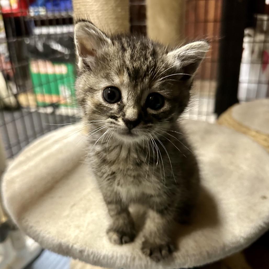 Diana, Adoptable, Kitten Female Domestic Short Hair.