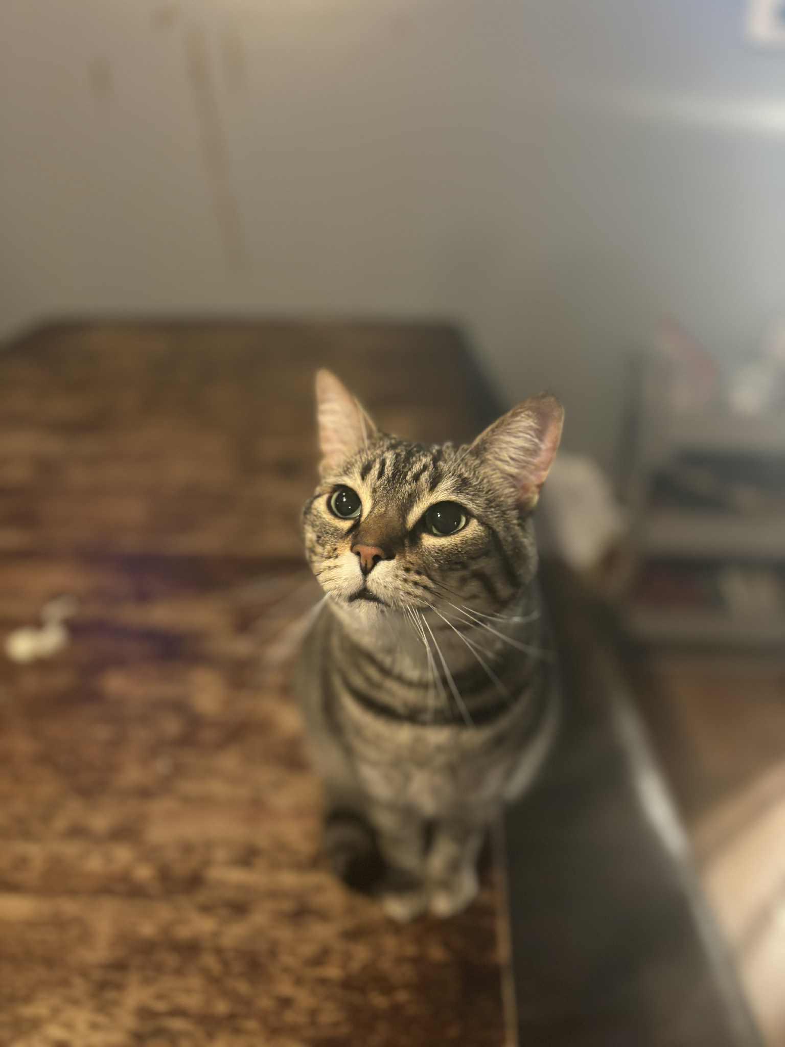 Twist, an adoptable Domestic Short Hair, Tabby in Blaine, MN, 55434 | Photo Image 10