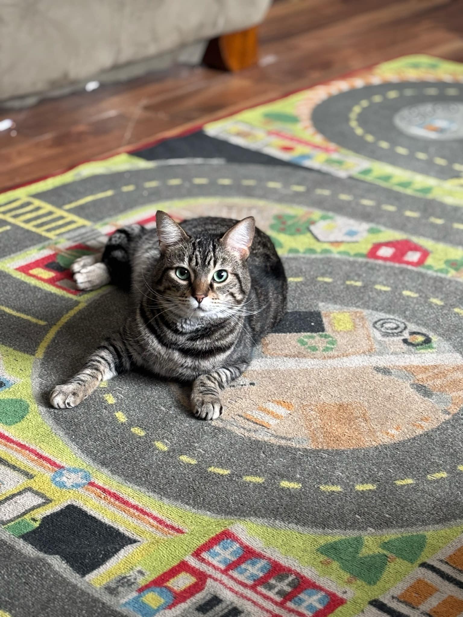 Twist, a Adoptable mixed breed in Blaine, MN image 3/8