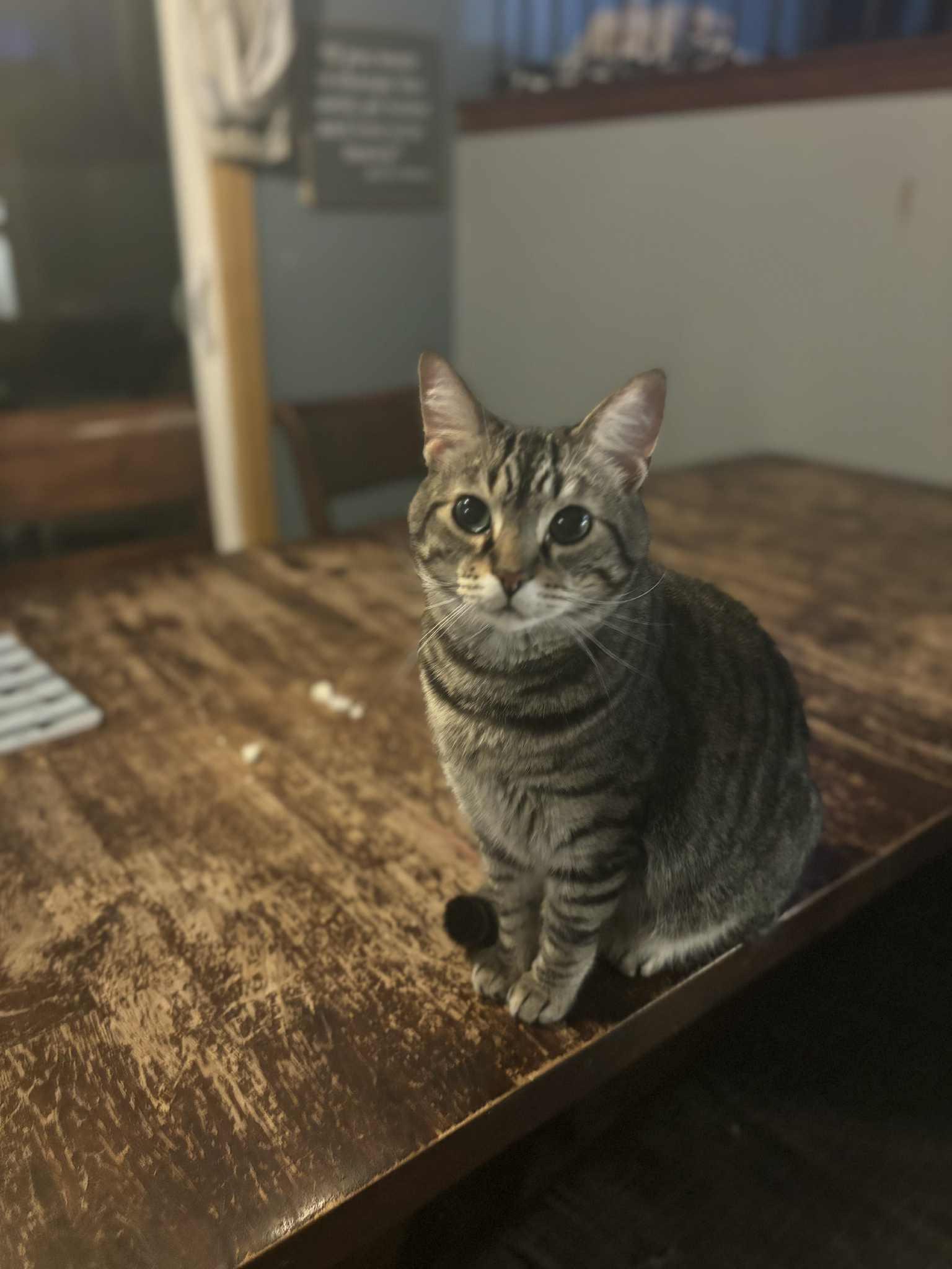 Twist, a Adoptable mixed breed in Blaine, MN image 4/8