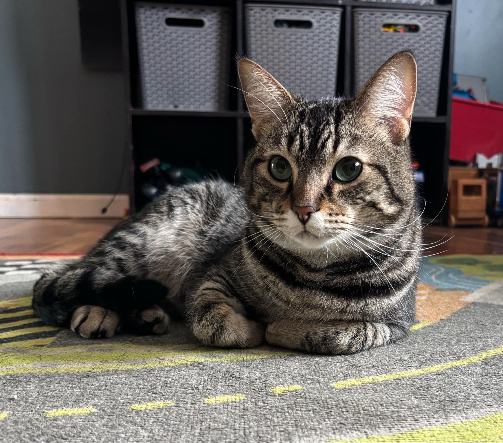 Twist, a Adoptable mixed breed in Blaine, MN image 6/8