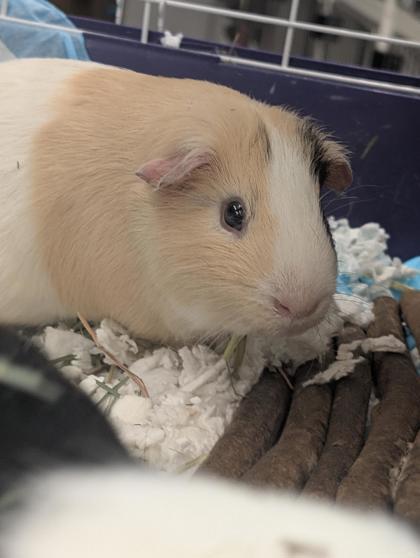 Enlarge Yoshi, a Adoptable Guinea Pig in Bensalem, PA image 1/3