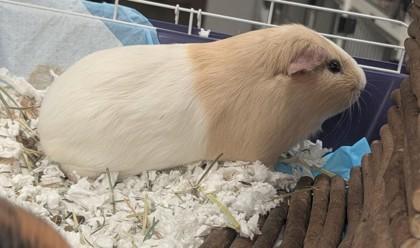 Enlarge Yoshi, a Adoptable Guinea Pig in Bensalem, PA image 3/3