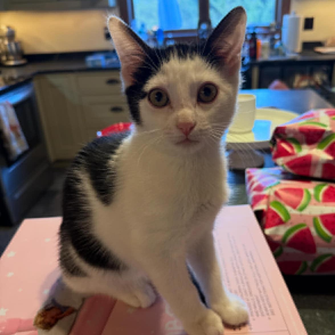 Enlarge Bugatti, an adopted American Shorthair in Danbury, CT image 1/4