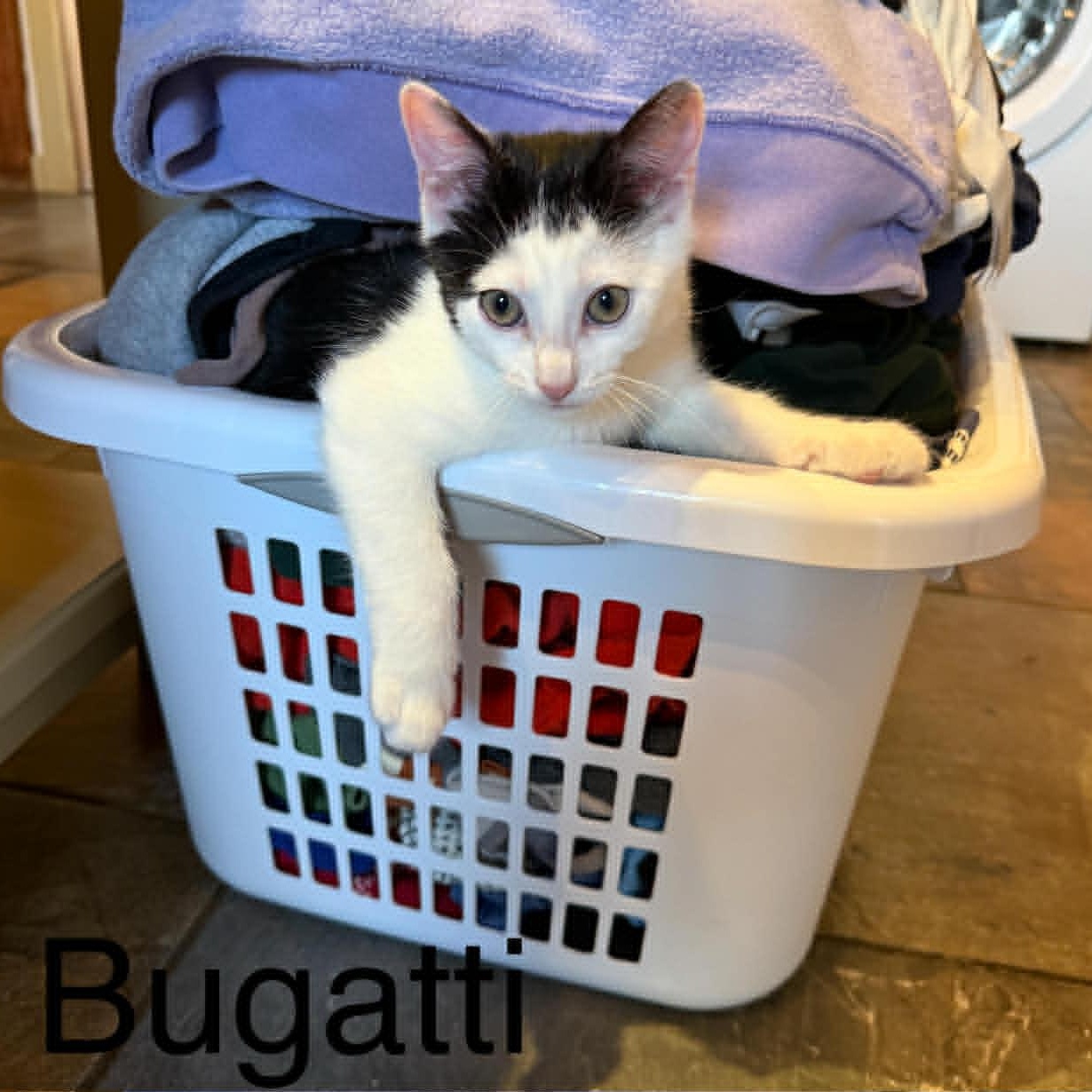 Enlarge Bugatti, an adopted American Shorthair in Danbury, CT image 2/4