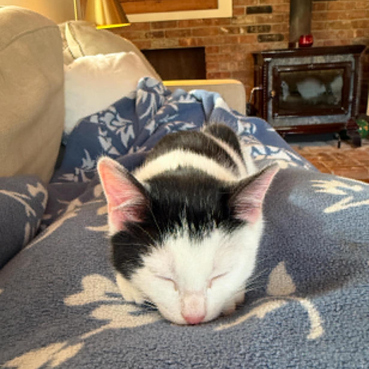 Enlarge Bugatti, an adopted American Shorthair in Danbury, CT image 4/4