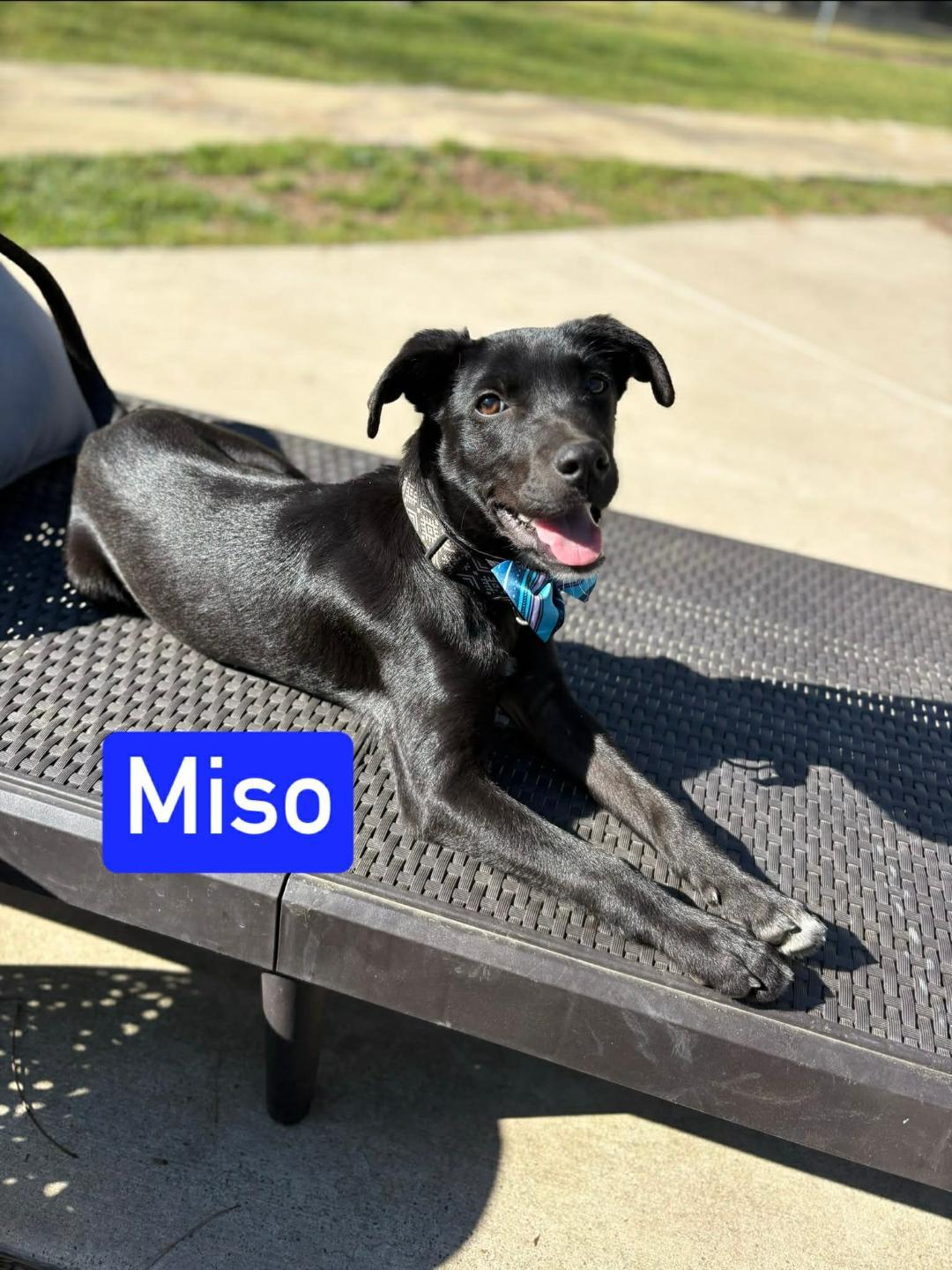 Miso, ADOPTABLE, Young Male Black Labrador Retriever.