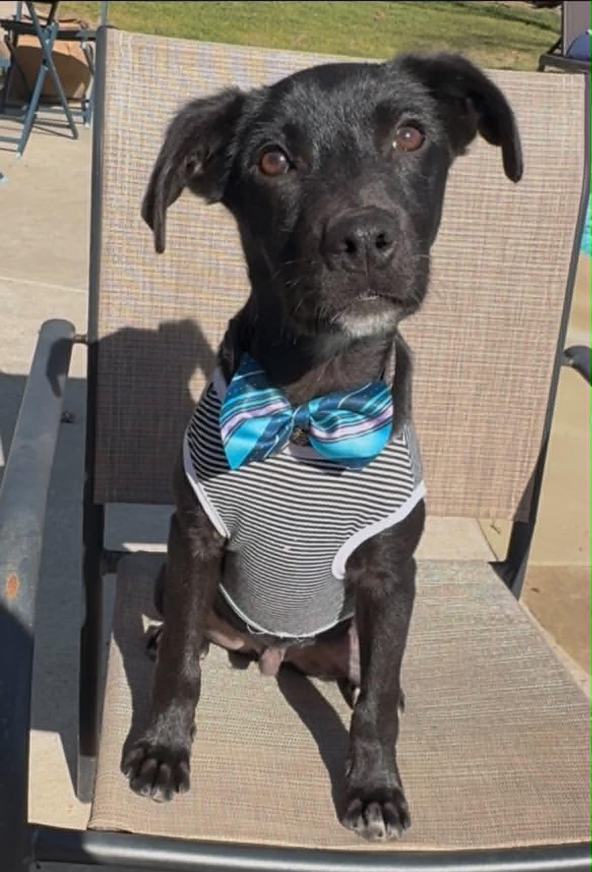 Miso, ADOPTABLE, Young Male Black Labrador Retriever.