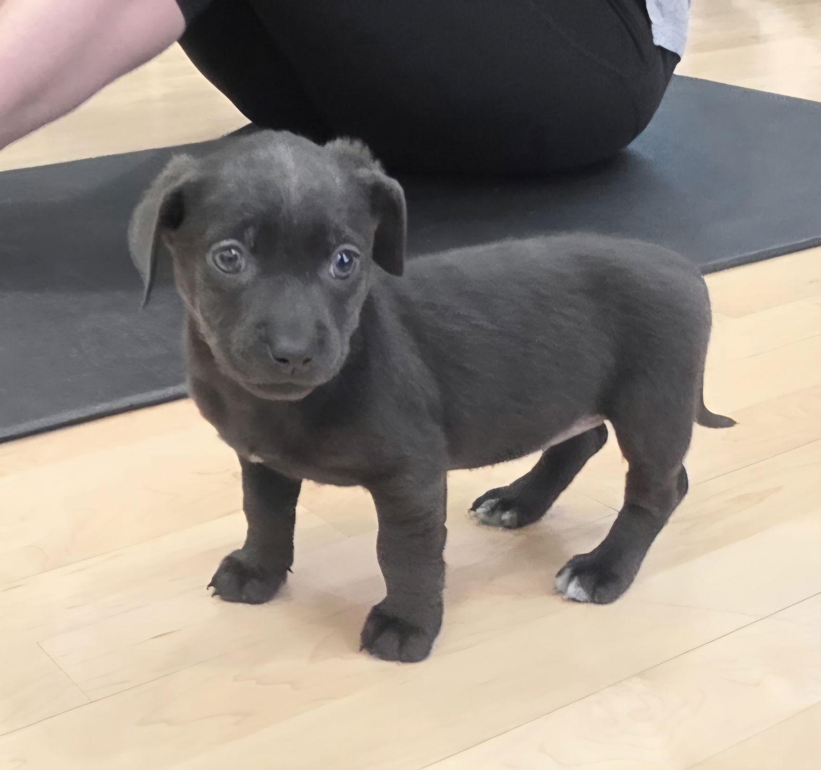 Winter, Adoptable, Puppy Female Labrador Retriever & Terrier.