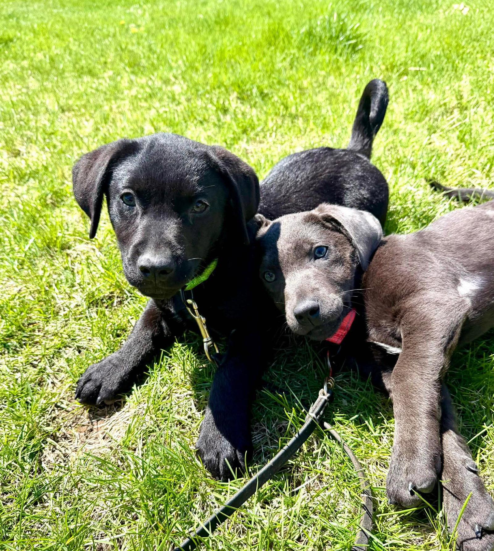 Winter, Adoptable, Puppy Female Labrador Retriever & Terrier.