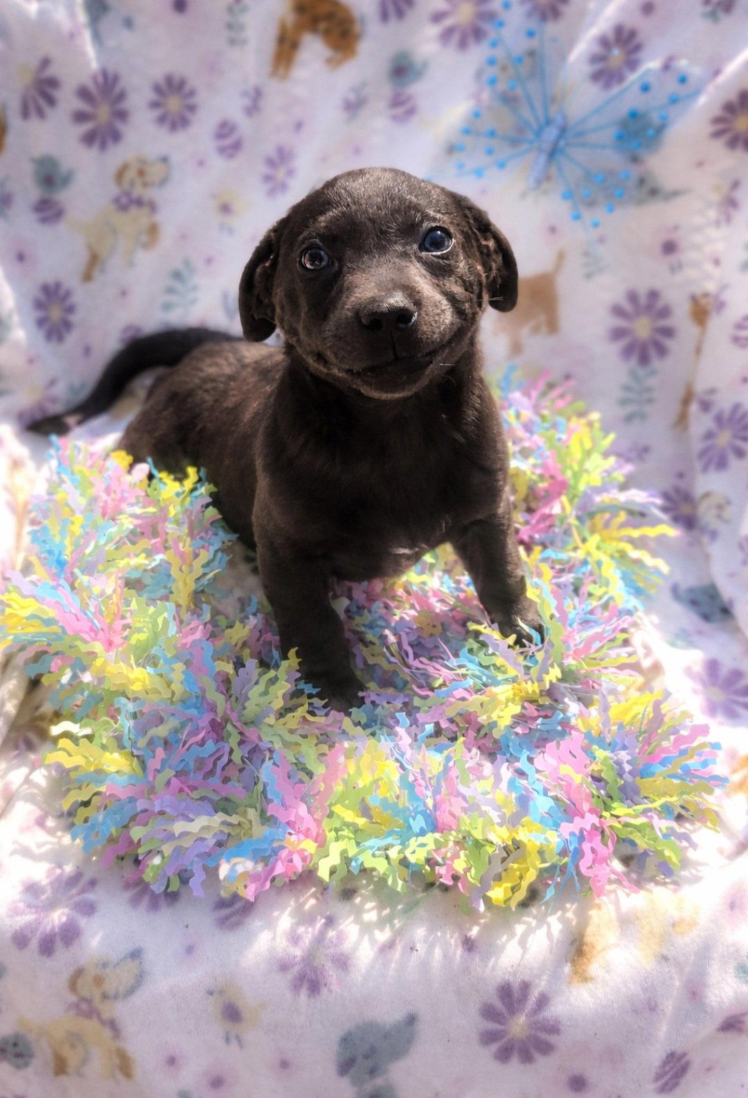 Enlarge Winter, a Adoptable mixed breed in Elgin, IL image 1/3