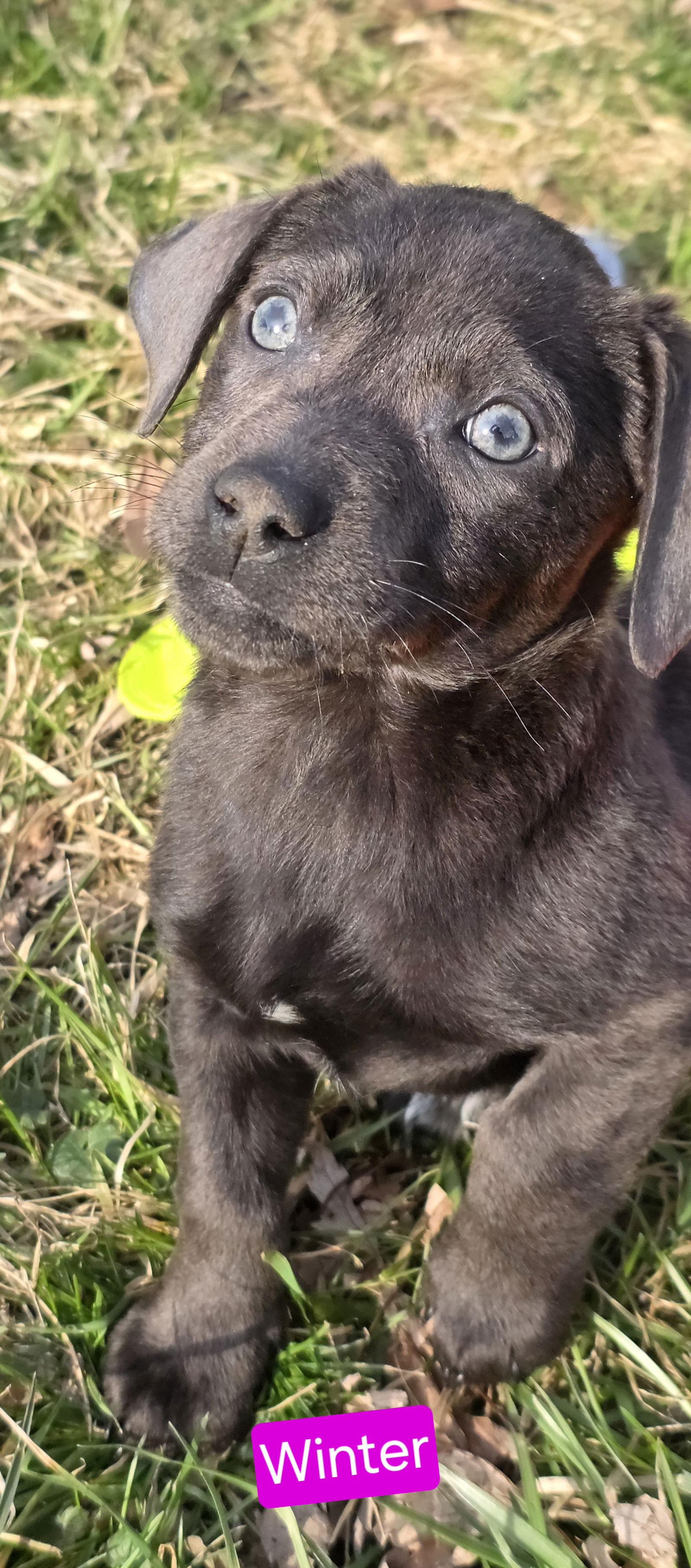 Enlarge Winter, a Adoptable mixed breed in Elgin, IL image 2/3