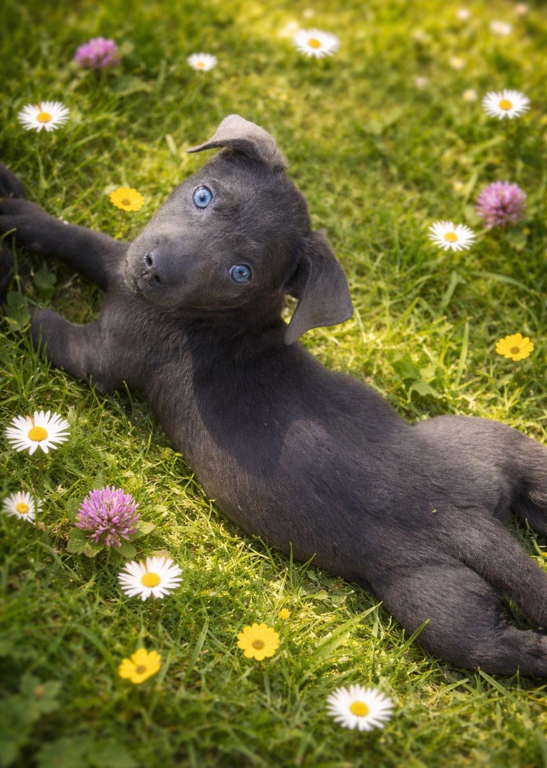 Enlarge Winter, a Adoptable mixed breed in Elgin, IL image 3/3